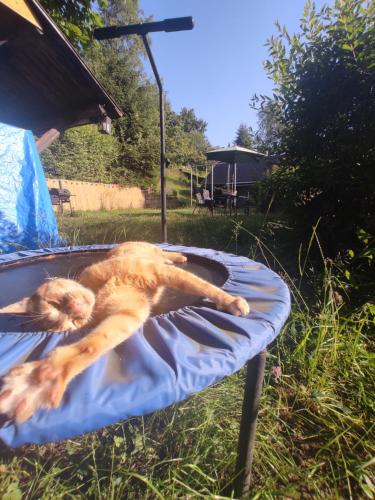 an orange cat laying on a blanket on a trampoline at Gasthaus Piesau - Thüringer Wald - Rennsteig in Piesau