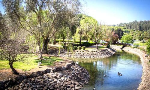 a group of ducks swimming in a river at היחידה - Hayehida in Ma'alot Tarshiha
