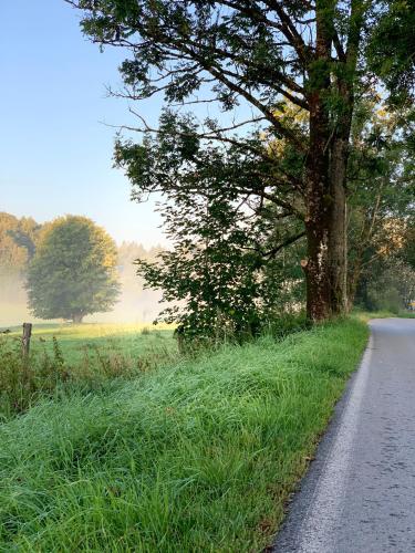 a road with a tree on the side of a field at Resort Pasecna in Přední Výtoň