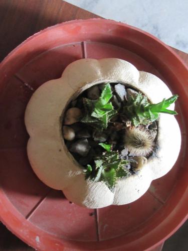 a red bowl filled with plants and rocks at STUPA VIEW INN in Kathmandu