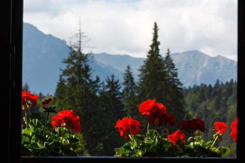 a group of red flowers with mountains in the background at Manor Ski Hotel in Predeal