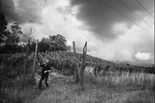 a person standing next to a fence in a field at Rodinné vinařství Mikulenkovi in Žernoseky