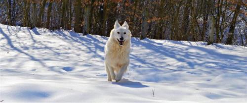 a white dog walking in the snow at Šurička bajka in Loznica