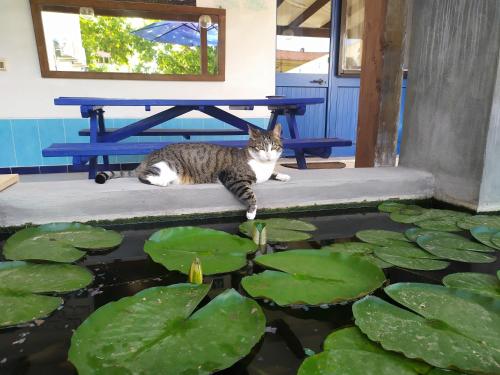 a cat laying next to a pond of water lilies at B&B Luna Blu in Carbonia