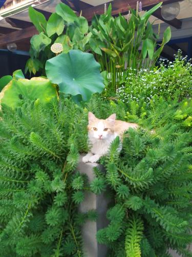 a cat laying in the middle of plants at B&B Luna Blu in Carbonia