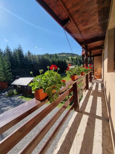 a balcony with potted plants on a building at Casa Cerbu in Arieşeni