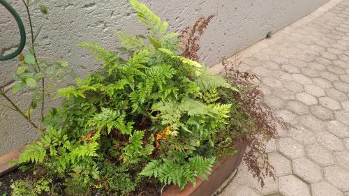 a planter filled with green plants next to a wall at Goggas Nest BNB & Restaurant in Matsapha