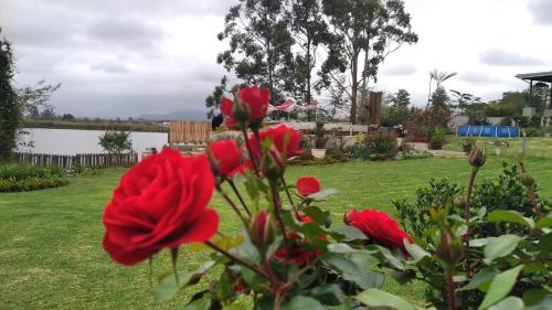 a group of red roses in a garden at Goggas Nest BNB & Restaurant in Matsapha