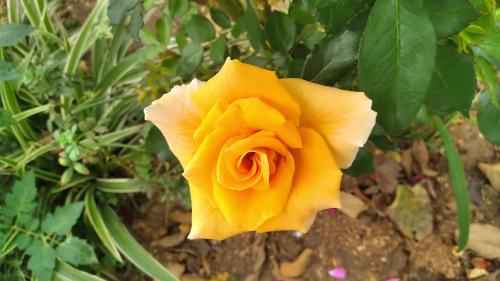 a yellow rose is growing on a plant at Goggas Nest BNB & Restaurant in Matsapha