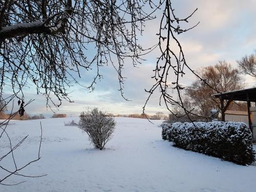 a snow covered field with a house and a bush at Landpension Zum Schweizerberg in Neugrimnitz