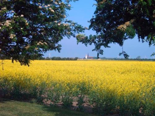 a field of yellow flowers in front of a tree at "Höper Mittelhof" Doppelzimmer Nr4 in Lemkendorf