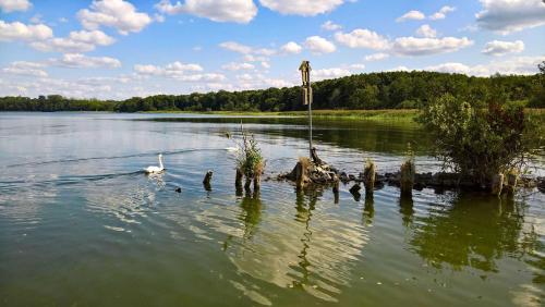 a lake with a bunch of birds in the water at Naturstammhaus Tollensesee in Krickow
