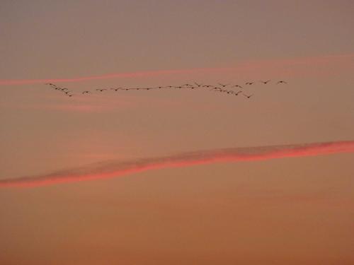 a flock of birds flying in the sky at sunset at Naturstammhaus Tollensesee in Krickow