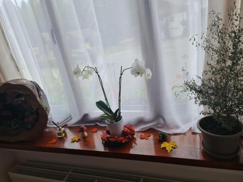 a window sill with some plants and flowers on it at Gasthof Barlida in Lainach