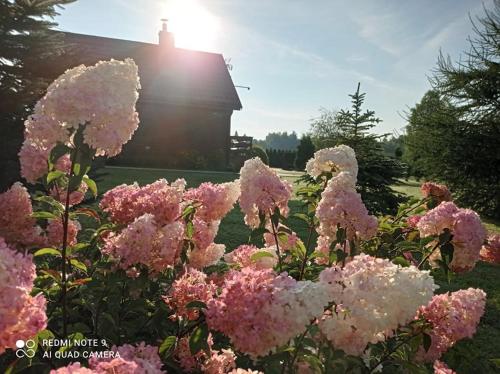 a bunch of pink flowers in front of a building at Ośrodek Wczasowy "Wczasy pod gruszą" in Biecz