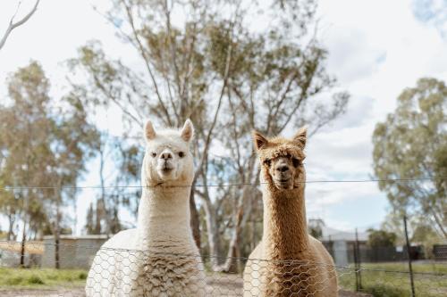 two llamas are standing next to a fence at Tindarra Resort in Moama