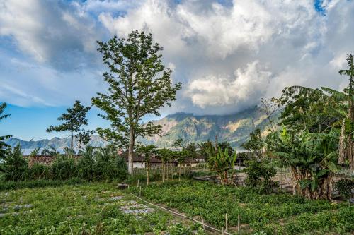 a tree in a field with mountains in the background at Pondok Manoka in Kintamani