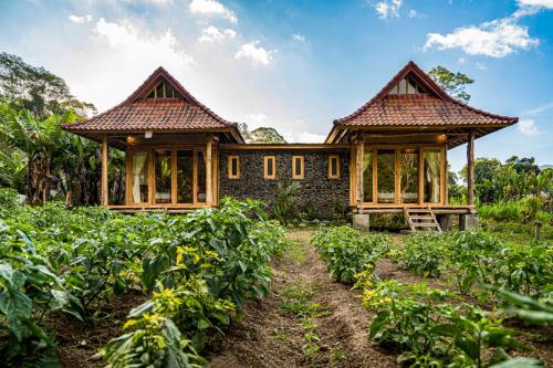 a house in the middle of a field of crops at Pondok Manoka in Kintamani