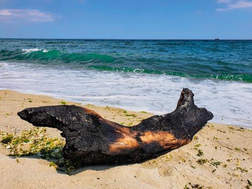 a tree stump on a sandy beach near the ocean at Къщички Синьо лято, Черноморец - Варна - Blue Summer Houses Varna in Varna City