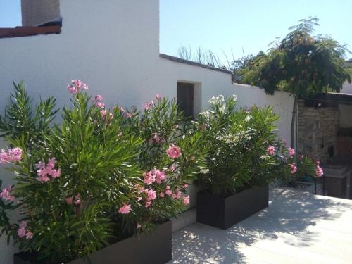 a group of plants in pots next to a building at Stone House in Svetvinčenat