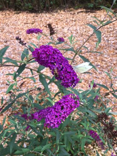 a bunch of purple flowers in a garden at Billund Rooms in Billund