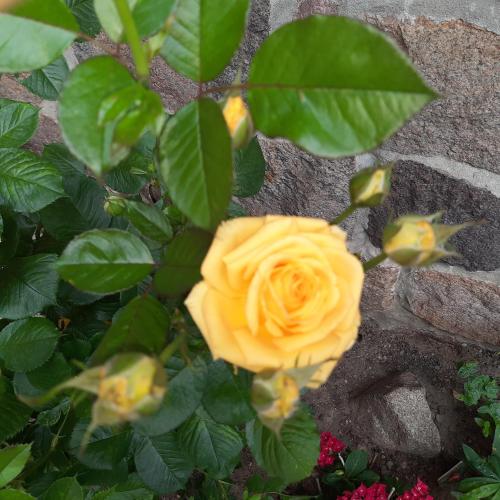 a yellow rose is growing in a garden at Landpension Zum Schweizerberg in Neugrimnitz