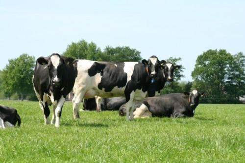 a group of cows standing in a field of grass at Stal Zwartschaap in Stuifzand