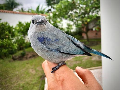 ヴィラの敷地内または近くにいる動物