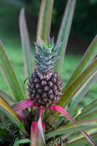 a pineapple is growing on a plant at Toucan Escape in Ojochal