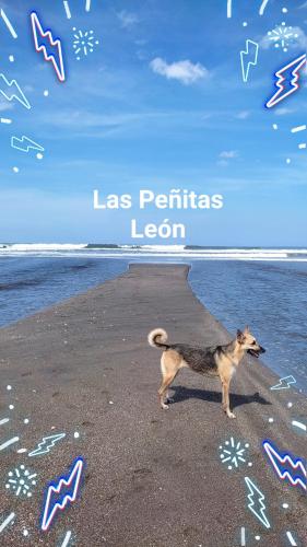 a dog walking on the beach with the words las perils les perils lo at El Belga Loco in Las Peñitas