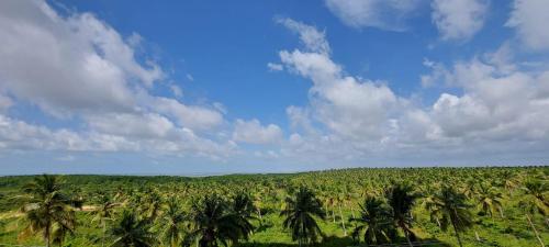 um campo de palmeiras sob um céu nublado em Salinas Exclusive Resort 2 Quartos em Salinópolis