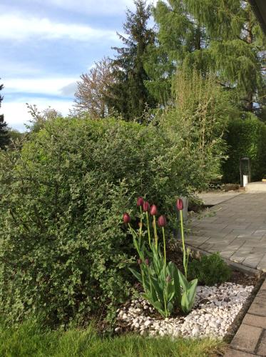 a bush with red tulips in a garden at Studiový apartmán V Zahradě in Police nad Metují