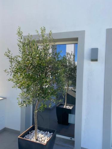 a potted tree in a pot in front of a mirror at Slow House d'Arco in São Brás de Alportel