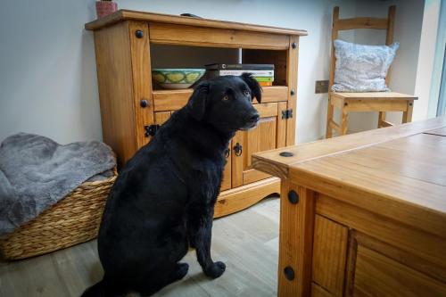 a black dog sitting on the floor next to a desk at Sennen Cove Retreat in Sennen Cove