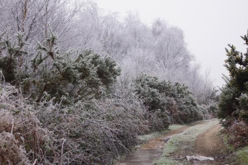 a snow covered path in a forest with trees at Corner Cottage - character, charm, great location. in Ringwood
