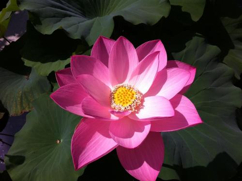 a pink water lily in a pond at B&B Simona in Sorbolo