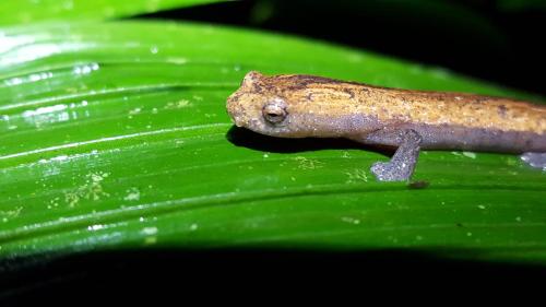 a small lizard sitting on a green leaf at Estación Biológica Las Cruces y Jardín Botánico Wilson in San Vito