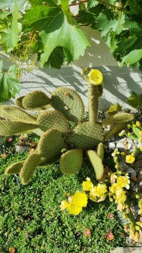 a green cactus with flowers in a garden at Chez Rosalie in La Roche
