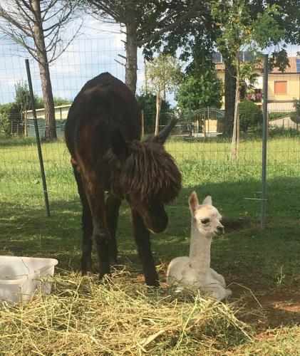 Άλλα ζώα σε αυτό το κατάλυμα σε φάρμα ή στη γύρω περιοχή