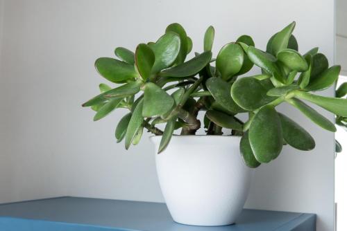 two plants in a white pot on a table at Aurà - Guest House Iblea in Ragusa