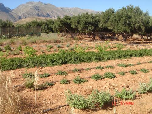 a field of plants with mountains in the background at Zorbas Rooms in Frangokastello