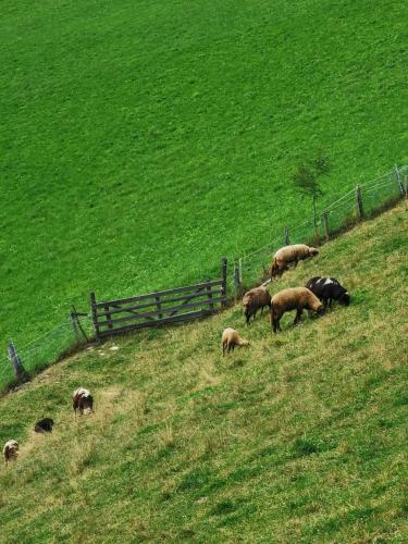 a herd of sheep grazing on a grassy hill at Appartement Sonneck in Lappago