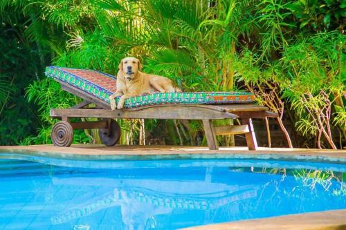 a dog sitting on a bench next to a swimming pool at 3 Bed Cottage Sleeps 6- Pool Chef Option Parking in Diani Beach