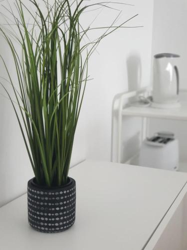 Palmeira Comfort