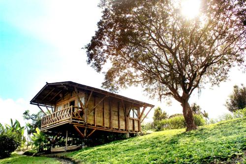 une petite maison en bois sur une colline avec un arbre dans l'établissement Casa Laureles, à Filandia