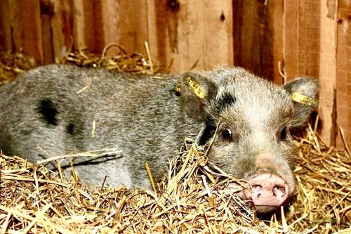 ホテルの敷地内または近くにいる動物