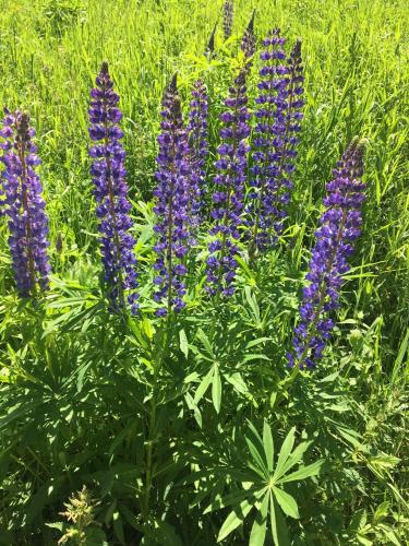 a group of purple flowers in a field at Almhaus Zirbenheim Nicolina in Flattnitz