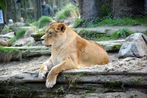 a lion laying on the ground in a zoo at Ferienwohnung Alte Feuerwehr in Ueckermünde
