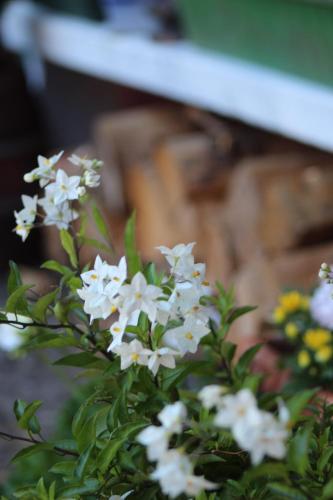 a bunch of white flowers on a plant at Gut Huthmacherhof in Jülich