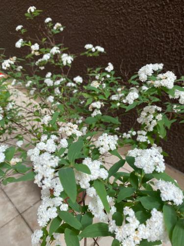 a bunch of white flowers in front of a wall at San Carlos Hotel in Buenos Aires